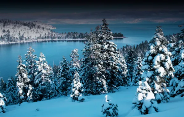 Picture winter, forest, snow, nature