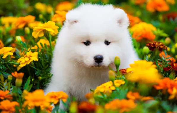 Summer, look, flowers, nature, portrait, dog, yellow, garden