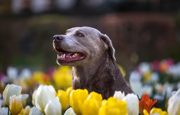 Look, face, flowers, portrait, dog, spring, yellow, mouth