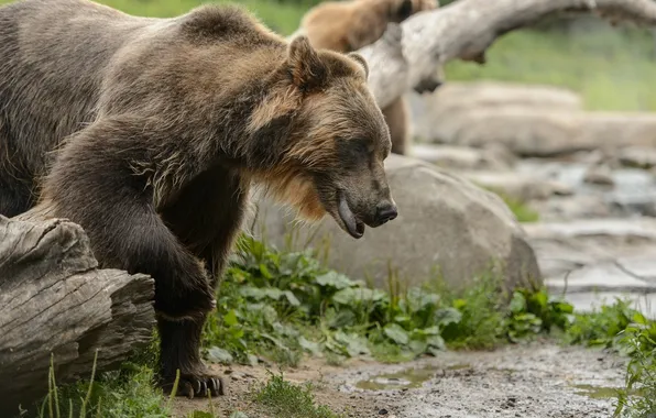 Face, bear, young, grizzly