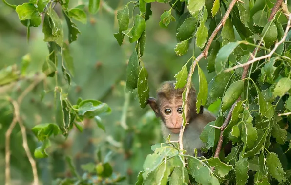 Picture look, nature, monkey