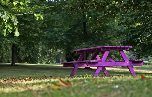 Picture macro, bench, nature, purple
