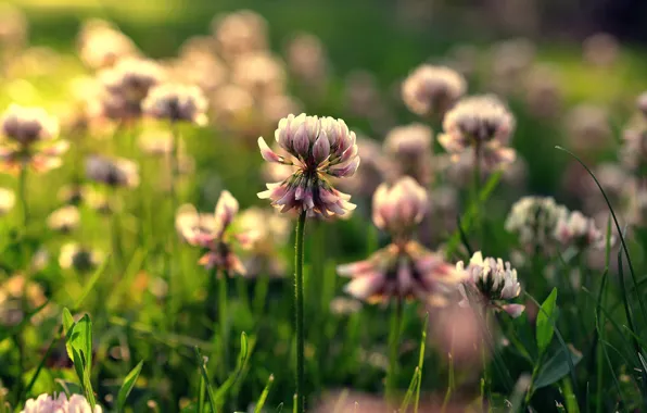 Summer, clover, bokeh