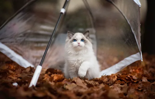 Autumn, cat, leaves, pose, kitty, foliage, umbrella, fluffy