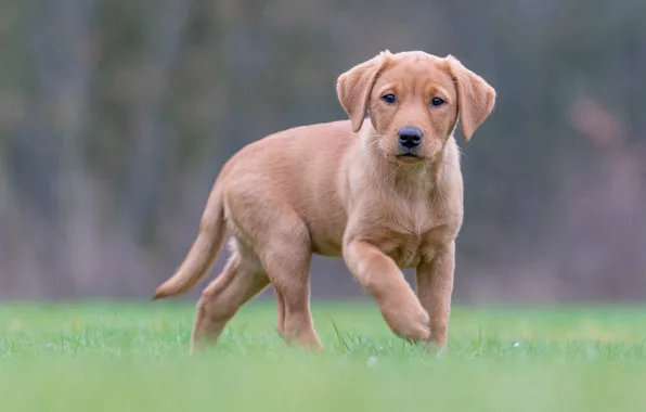 Picture grass, background, dog, puppy, Labrador Retriever