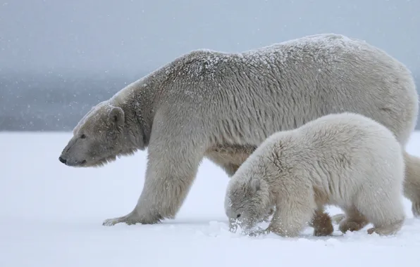 Winter, white, the sky, snow, nature, together, bear, family