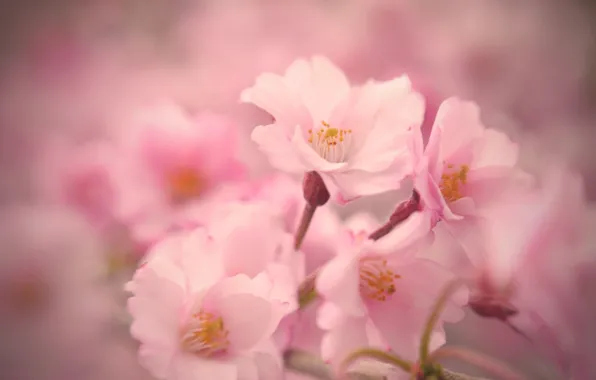 Macro, flowers, tenderness, spring, Sakura, pink, flowering