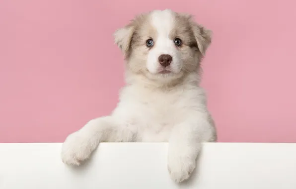 Look, nature, pose, dog, face
