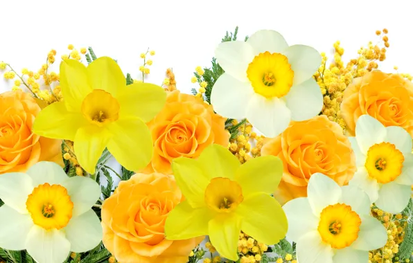 Picture white, flowers, yellow, spring, white, yellow, flowers, daffodils