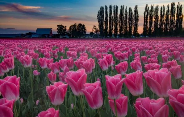 Field, trees, sunset, flowers, tulips, plantation