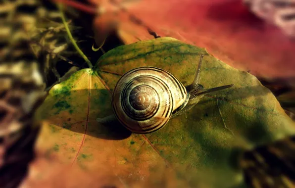 Picture grass, leaves, snail, horn