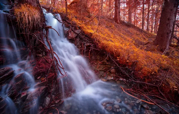 Autumn, forest, branches, pebbles, stones, stream, slope, hill