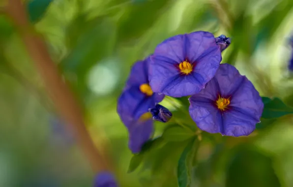 Leaves, flowers, background, blur, eel, blue, bindweed