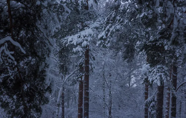 Winter, snow, frost, pine