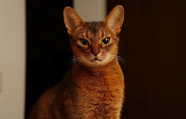 Cat, eyes, cat, mustache, background, abyssinian