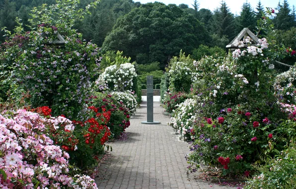 Trees, flowers, England, roses, track, garden, colorful, the bushes