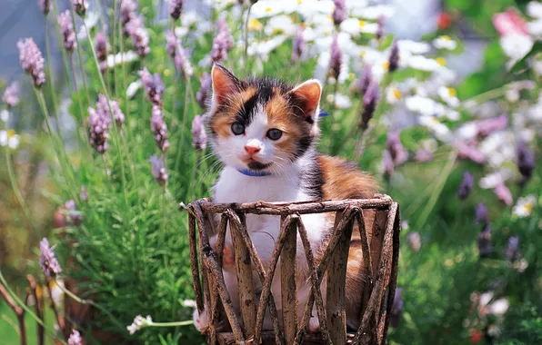 Cat, cat, flowers, kitty, pussy, kitty, cat, Kote