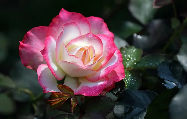 Picture rose, petals, Bud, flowering, pink and white