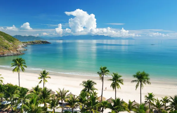 Picture summer, beach, sea, sand, paradise, tropical, palm