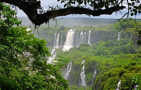 Greens, trees, branches, foliage, waterfall, Brazil, Iguazu