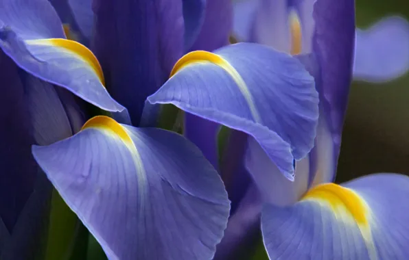 Picture flower, purple
