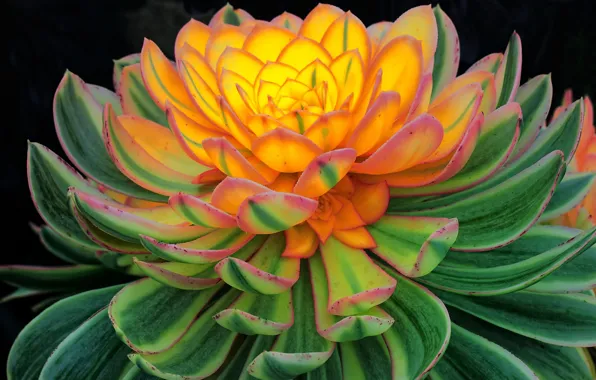 Macro, flowers, orange, stone rose