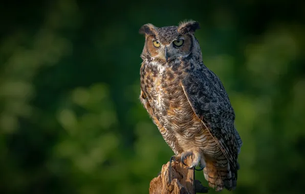 Picture background, owl, bird, Owl