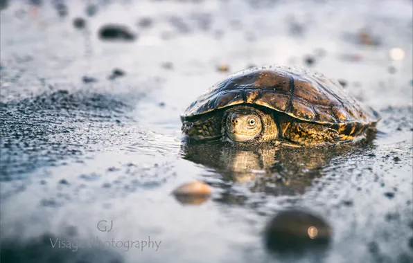 Picture beach, macro, turtle, GJ-Vernon
