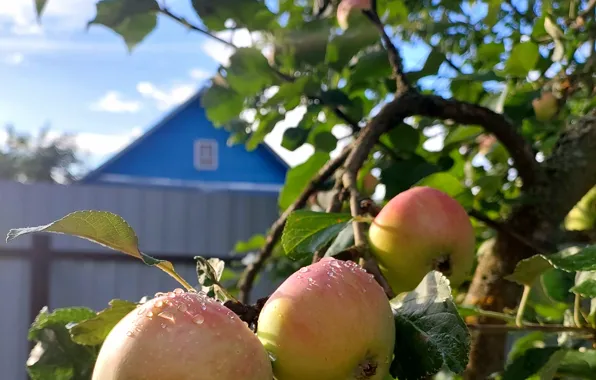 Nature, Rosa, Summer, village, Apple, Apples