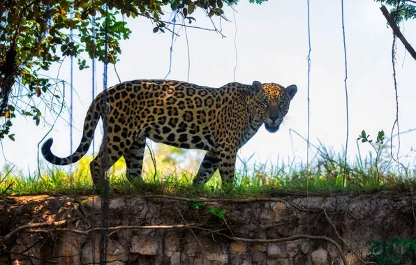 Picture look, vegetation, jungle, Jaguar