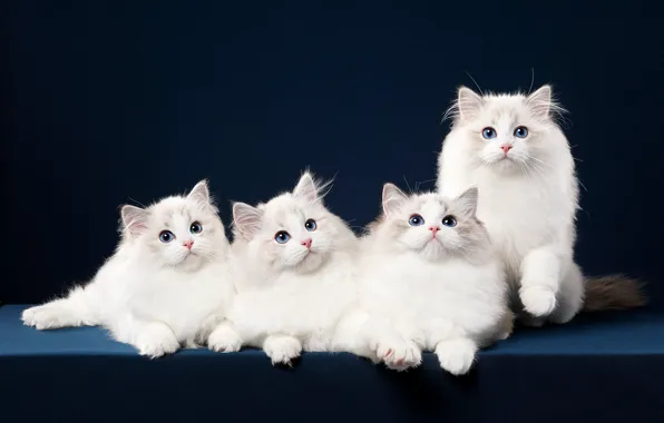 Picture cat, look, blue, pose, background, muzzle, white, kitty