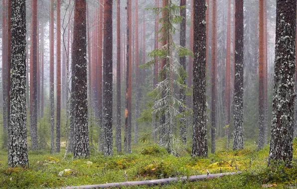 Frost, greens, forest, snow, trees, branches, fog, trunks