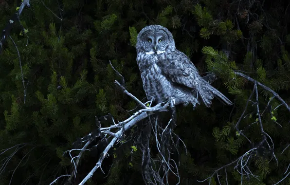 Picture forest, look, trees, branches, the dark background, grey, owl, bird