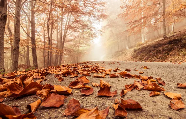 Autumn, macro, trees, landscape, nature, scene, forest, Misty
