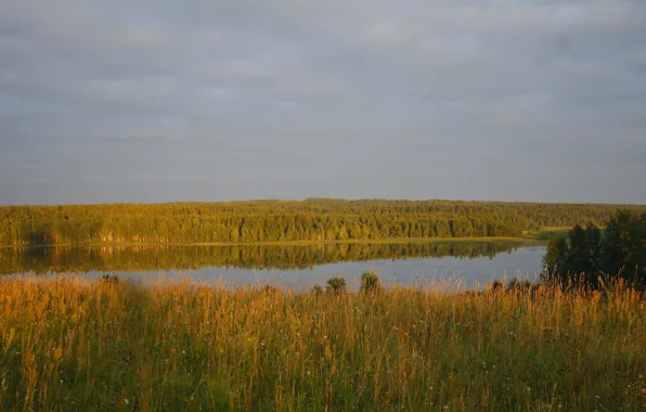 Picture forest, the sky, grass, clouds, trees, landscape, river, background