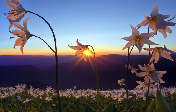 Picture PETALS, NATURE, MOUNTAINS, HORIZON, The SKY, FIELD, FLOWERS, SUNSET