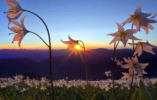 PETALS, NATURE, MOUNTAINS, HORIZON, The SKY, FIELD, FLOWERS, SUNSET