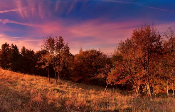 Field, autumn, the sky, trees, nature, sky, trees, nature