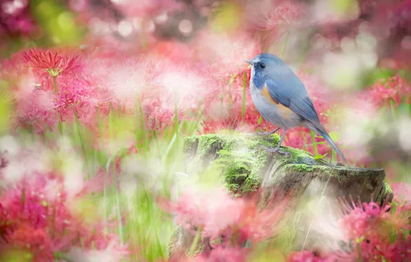 Flowers, bird, sweetheart, glade, stump, treatment, garden, red