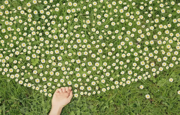 Flowers, chamomile, hands