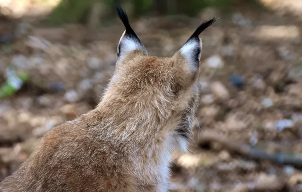 Lynx, the back of the head, from the back, blur bokeh