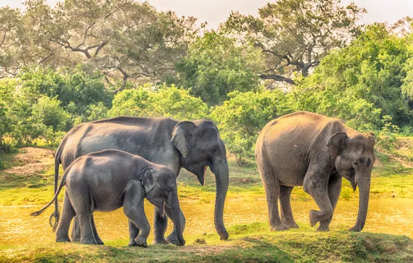 Family, cub, elephants, Sri Lanka, Yala National Park