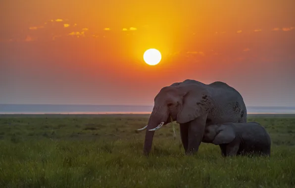 Sunset, elephants, elephant