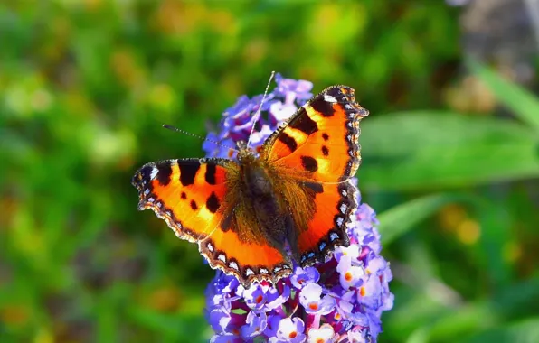 Macro, Flowers, Spring, Butterfly, Flower, spring, Bokeh, Bokeh