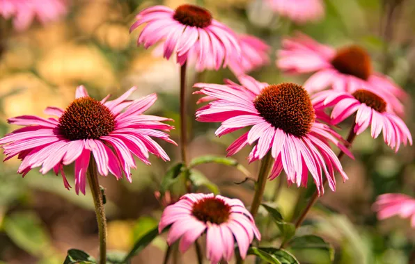 Flowers, blur, garden, pink, rudbeckia, Echinacea