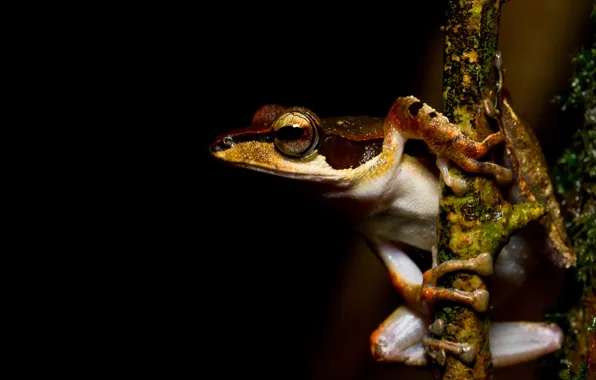 Animals, eyes, macro, branches, pose, frog, legs, color