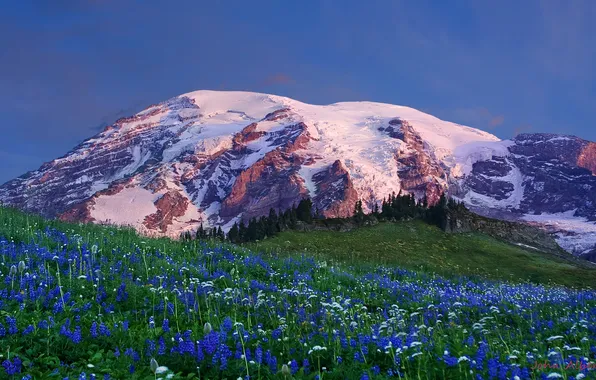 Snow, flowers, mountains, glade, tops