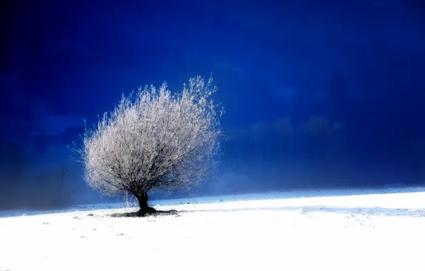 Field, landscape, tree