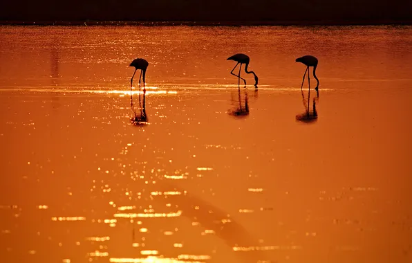 Water, sunset, birds, the evening, silhouette, Blik, Flamingo
