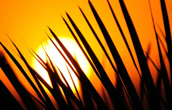 Grass, the sun, sunset
